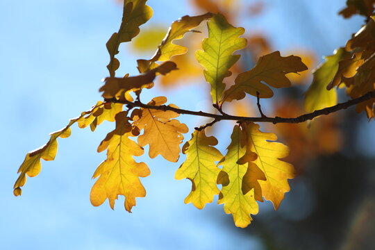 Oak tree branch with yellow leaves in autumn