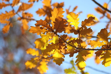 Oak tree branch with yellow leaves in autumn