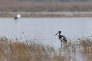 black stork Ciconia nigra in a marsh in Camargue, Southern France