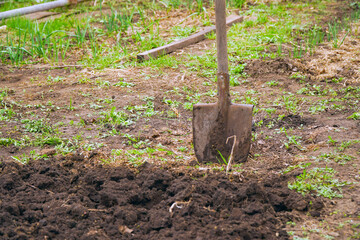 Shovel in the garden near a dug bed