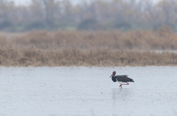black stork Ciconia nigra in a marsh in Camargue, Southern France