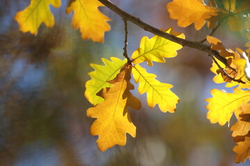 Oak tree branch with yellow leaves in autumn