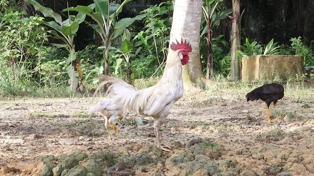 Rooster and Hen looking for food in the yard