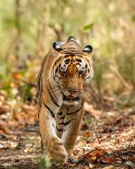 Obraz premium wild dominant male bengal tiger kanha national park forest reserve madhya pradesh india panthera tigris of tourism zone patrolling or walking head on with eye contact in hot summer season safari