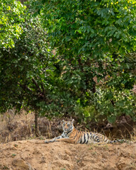 indian wild female bengal tiger or panthera tigris sitting on mud mound in natural green scenic background in winter season safari at bandhavgarh national park forest reserve madhya pradesh india asia