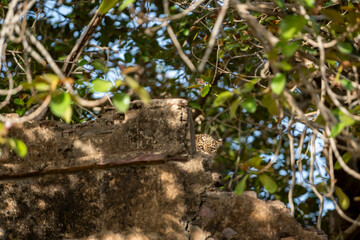 wild shy male leopard or panther or panthera pardus camouflage face hiding behind old wall of fort ruins under shade of banyan tree in green background ranthambore national park forest rajasthan india