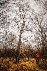 Man photographer in the woodlands with red jacket , mystery and foggy forest,big trees with the man...