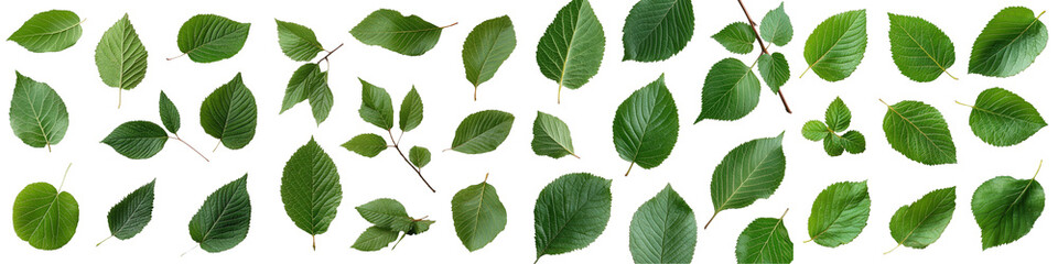 Assorted Green Leaves Arranged on a White Background for Natural and Organic Design Projects