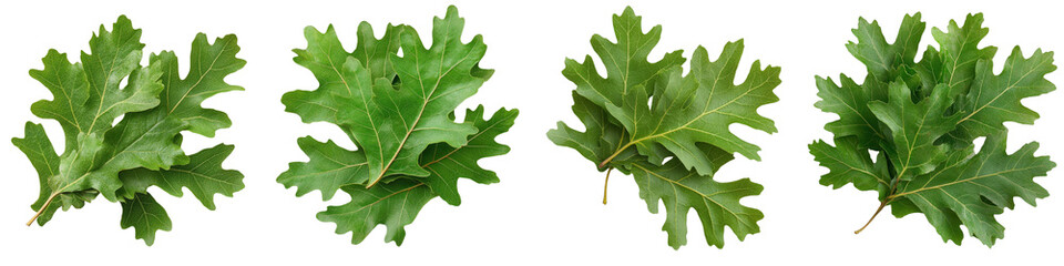 Fototapeta premium Fresh Green Oak Leaves Isolated on White Background for Natural and Botanical Themes in Various Designs