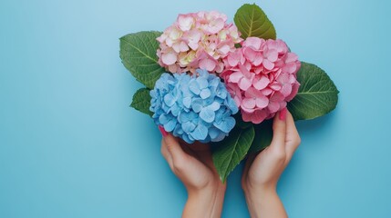Hydenyia flower on blue background and free space for text and greeting.