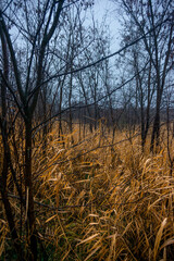 Fototapeta premium Mystery and beautiful forest after the rain, misty and foggy weather in the woodlands,trees and the road to deep and dark woods , big trees , field near the big and beutiful trees, rainy mood ,travel