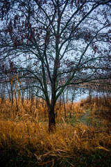 Fototapeta premium Mystery and beautiful forest after the rain, misty and foggy weather in the woodlands,trees and the road to deep and dark woods , big trees , field near the big and beutiful trees, rainy mood ,travel
