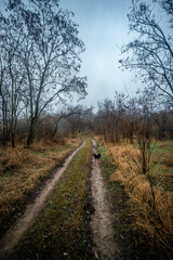 Beautiful road in the field and forest,autumn landscape in woodlands.Mystery and rainy weather with blue and grey sky, forest nature after the rain, road to the forest , water on the road.Wild nature 