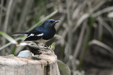 Fototapeta premium A photo of an Oriental Magpie-Robin bird.