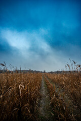 Fototapeta premium Beautiful road in the field and forest,autumn landscape in woodlands.Mystery and rainy weather with blue and grey sky, forest nature after the rain, road to the forest , water on the road.Wild nature 