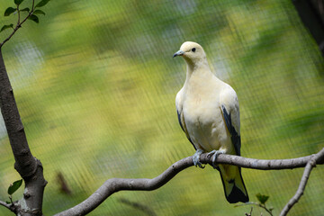 A close-up photo of a Pied Imperial pigeon.