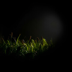 A nature scene in high contrast low key lighting with smooth gradient transitions, seamless color blending, deep shadows and a dramatic effect.jpg