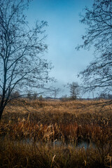 Fototapeta premium Mystery and beautiful forest after the rain, misty and foggy weather in the woodlands,trees and the road to deep and dark woods , big trees , field near the big and beutiful trees, rainy mood ,travel