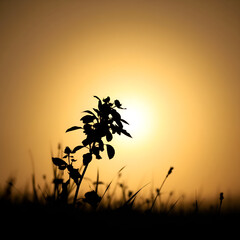 A silhouetted nature scene in smooth gradient transition with backlighting, showcasing seamless color blending and a light source behind the subject.jpg