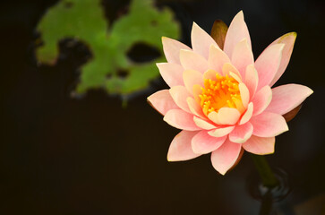 A close-up photo of a Pygmy Water-Lily flower.