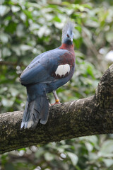 A close-up photo of a Scheepmaker's Crowned pigeon.