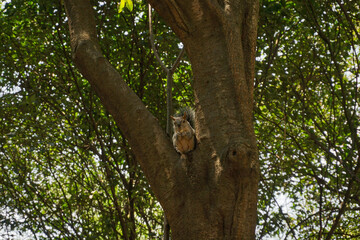 Fototapeta premium A photo of a Tree Squirrel.