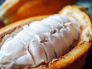 Close-up of white fresh cocoa seed on ripe cacao pod and  yellow cacao fruit