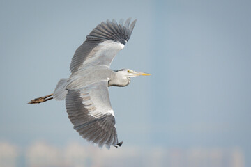 A close-up photo of a Grey Heron in flight.	
