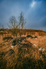 Obraz premium Trash in the forest , tires on the gound, pollution on the woodlands,nature with trash, landscape after the rain weather 