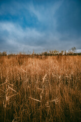 A little dryed river in the forest at morning time,clouds in the sky, misty and foggy weather.Forest after a rain.Orange grass and reed.Blue and grey sky, mystery field  