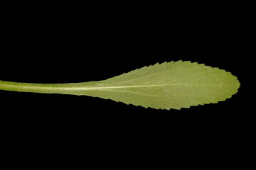 Max Chrysanthemum (Leucanthemum maximum). Basal Leaf Closeup