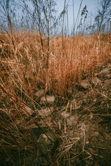 Fototapeta premium A little dryed river in the forest at morning time,clouds in the sky, misty and foggy weather.Forest after a rain.Orange grass and reed.Blue and grey sky, mystery field 