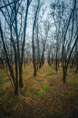 Fototapeta premium Mystery woodlands at the morning , rain in the forest,grass and leaves on the grond , fallen trees , blue and grey sky , stormy and misty weather 