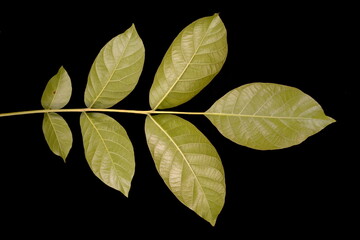 Walnut (Juglans regia). Leaf Closeup