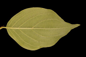 Cornelian Cherry (Cornus mas). Leaf Closeup