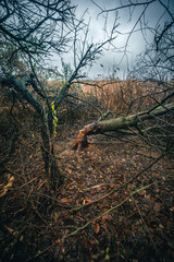 Mystery woodlands at the morning , rain in the forest,grass and leaves on the grond , fallen trees , blue and grey sky , stormy and misty weather 