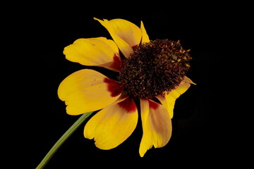 Clasping Coneflower (Rudbeckia amplexicaulis). Flowering Capitulum Closeup