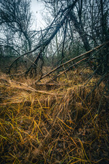 Mystery woodlands at the morning , rain in the forest,grass and leaves on the grond , fallen trees , blue and grey sky , stormy and misty weather