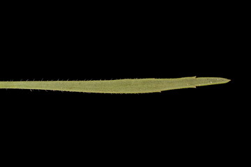 Sea Plantain (Plantago maritima). Leaf Closeup