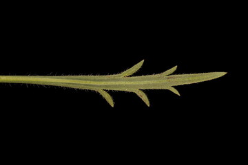 Sea Plantain (Plantago maritima). Leaf Closeup