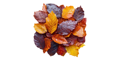 Colorful autumn leaves arrangement isolated on transparent background