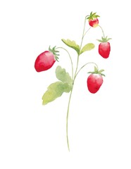 A sprig with strawberries in watercolor on a white background