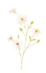 Fototapeta premium White chamomile in watercolor on a white background