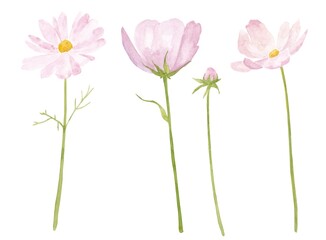 Watercolor illustration of a pink cosmos on a white background
