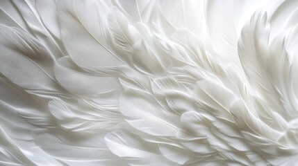 Close-up of soft, white feathers forming a textured background.