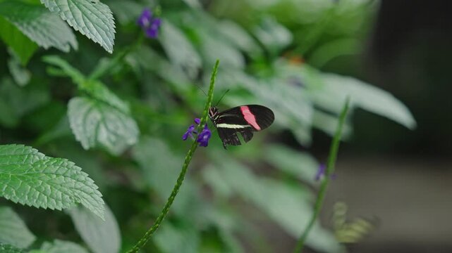 Red postman Butterfly collecting nectar from a purple flower in a lush butterfly conservatory