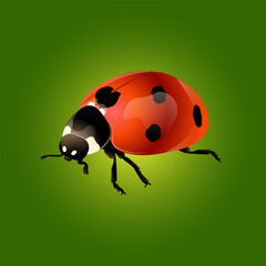 Red ladybug on green background vector illustration EPS10