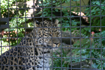 A leopard is currently laying on a log located inside a cage