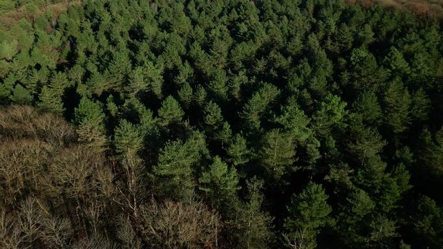 Huisserie forest in autumn, Laval in France. Aerial drone flyback and tilt-up reveal