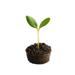 Plant sprouting from soil, symbolizing growth and renewal. This image captures the essence of nature's resilience and the beauty of life beginning anew.